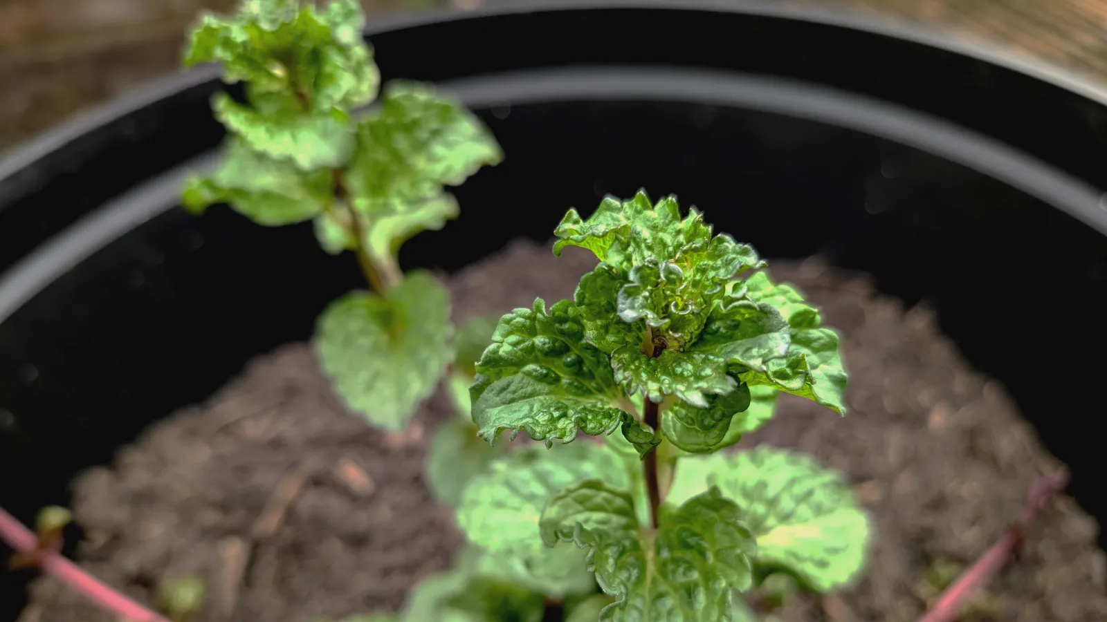 curled spearmint plant